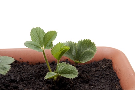Strawberry plantの写真素材