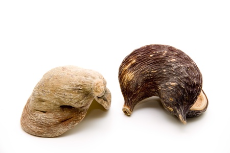 Nutshellの写真素材