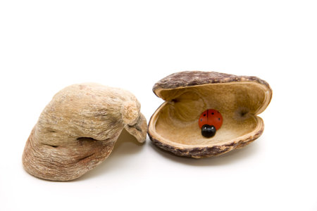 Nutshell with wooden beetle