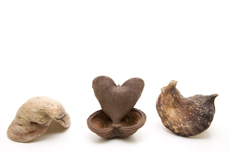    Nutshell in heart formの写真素材