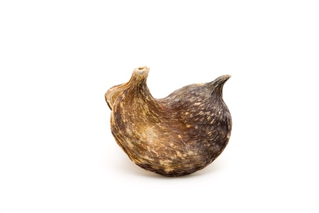 Nutshellの写真素材