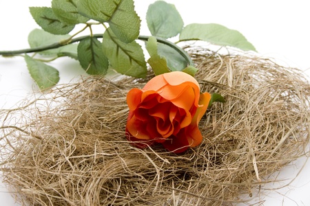 Material rose in the hayの写真素材