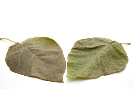 Dry foliage leavesの写真素材