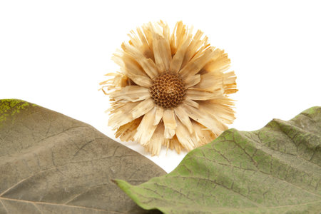 Dry foliage leaves with straw flowerの写真素材