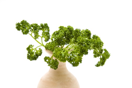 Parsley in vaseの写真素材