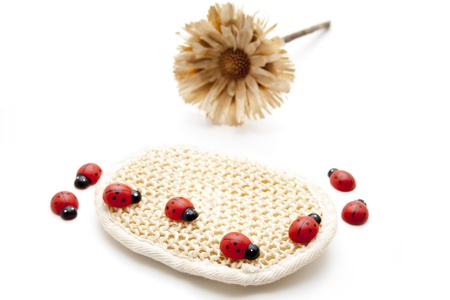 Wooden beetle on massage spongeの写真素材