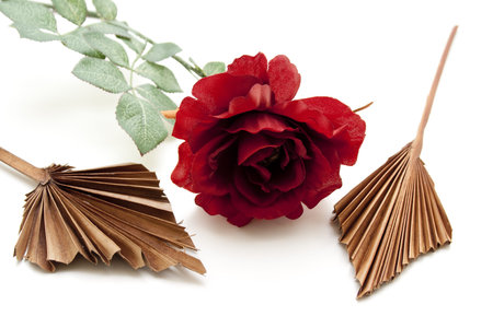 Rose with wooden fieldsの写真素材