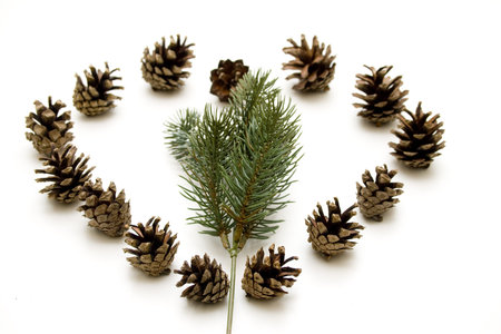 Pine plugs with fir branch