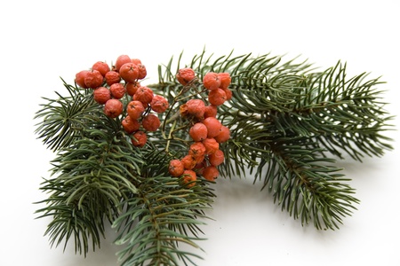 Fir branch with berriesの写真素材