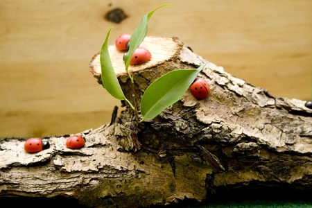 Wooden beetle on wooden trunk with leafの写真素材