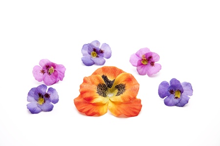 Flowers leavesの写真素材