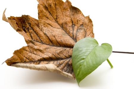 Autumn foliage with plant leafの写真素材