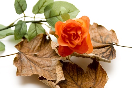 Autumn foliage with roseの写真素材