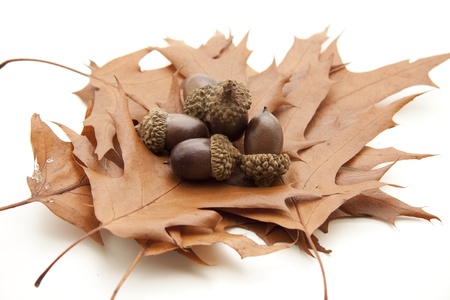 Autumn foliage with acornsの写真素材