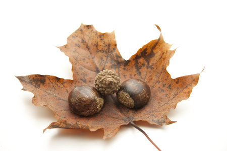 Autumn foliage with hazelnut