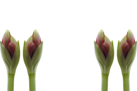 Flower budの写真素材