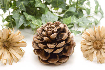 Pine plugs and straw flower