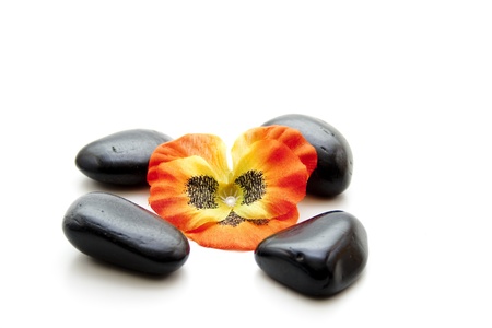 Stones with flower blossomの写真素材