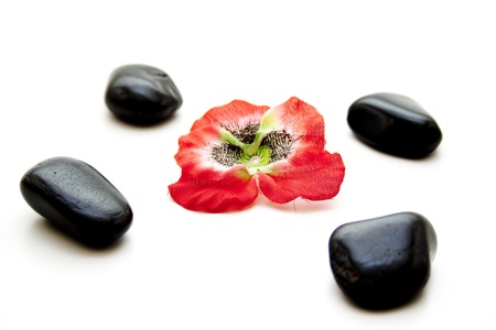  Flower blossom with stonesの写真素材