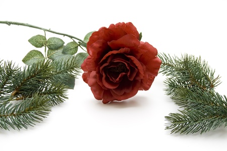 Rose with fir greenの写真素材