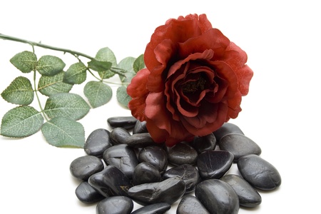  Rose on stonesの写真素材