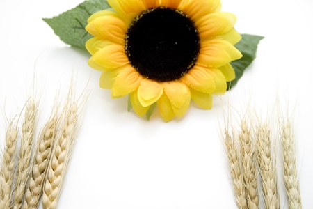  Sunflower with wheat earの写真素材