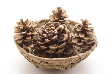 Pine plugs with phloem basketの写真素材