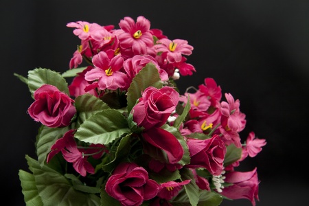 Bunch of roses on black backgroundの写真素材