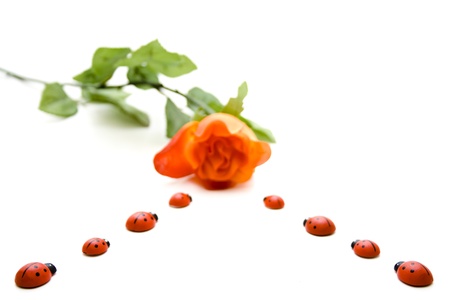 Wooden beetle with roseの写真素材
