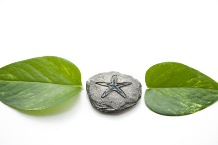  Plant leaf with stone