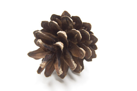 Pine plugs
