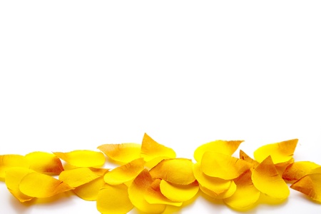 Flowers leavesの写真素材