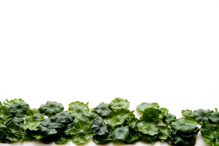 Green plant leaves