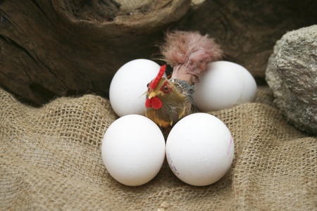 White eggs with chickenの写真素材