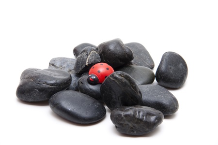 Ladybug on black stonesの写真素材