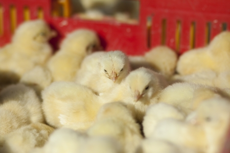 Young fledglingsの写真素材