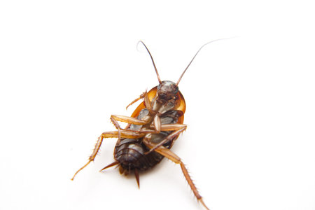 Big beetle