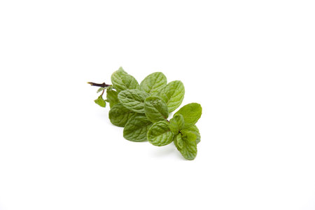 Peppermint plant