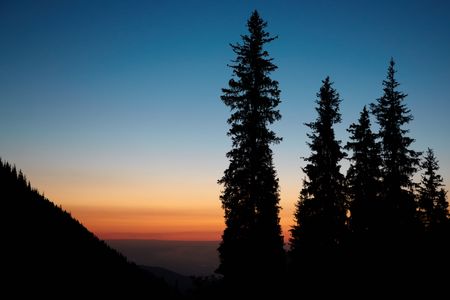 Beautiful sunset with pine tree silhouette border. All natural colors, no filters usedの写真素材