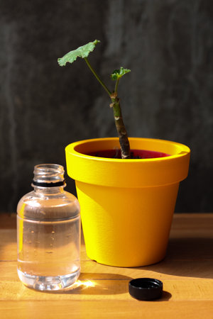 A bottle of a fresh crystal clean water standing next to yellow pot with green flower on a gray background. Vertical imageの写真素材