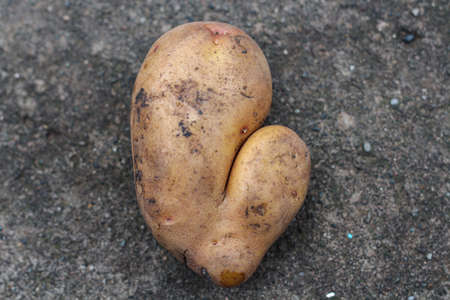 Heart shaped potato lying on the gray background. Horizontal imageの写真素材