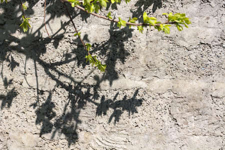 Natural background with shadows and tree leaves. Concrete wall backdrop with leaves shadows and some natural green leaves. Option for copy spaceの写真素材
