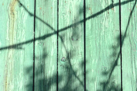 Retro style wooden green color textured background with shadows of tree branches and leavesの写真素材