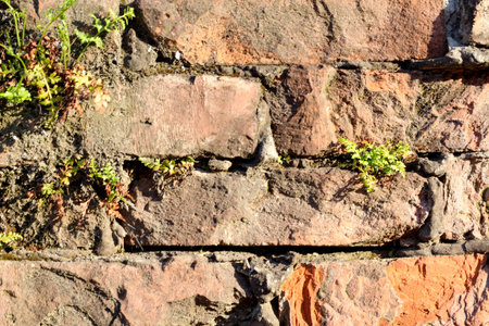 Old vintage brick background with small fern. copy space option
