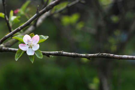 A branch of a tree with a white small flower from the left side. flower natural backgroundの写真素材