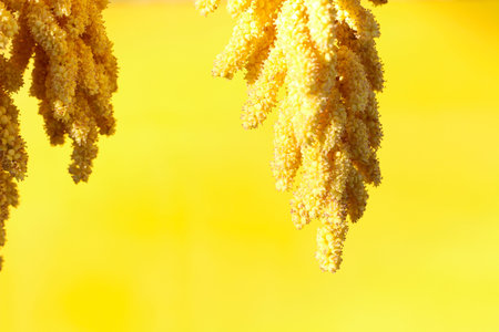 Abstract monochrome sunny yellow background with unripe palm dates hanging from above. add text,...