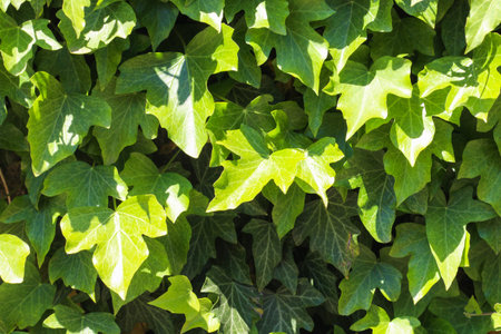 Fresh green foliage background of ivy plant under sunshine. photo overlay option