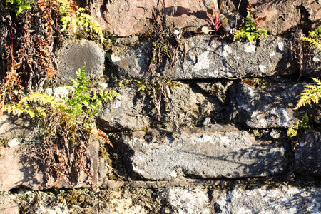 weathered faded brick background with fresh green fern. copy space option