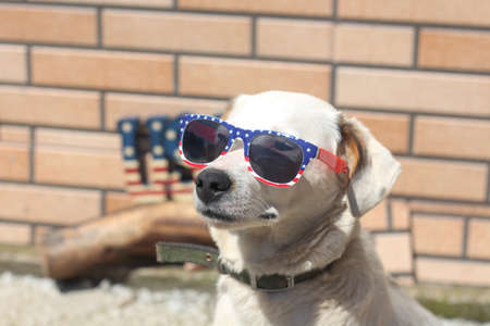a portrait of a dog ready for Independence day . A patriot American dog with sunglasses in American flag colors standing outdoors on a sunny dayの写真素材