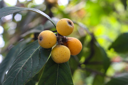 Loquat fruit getting ripe. A group of yellow loquat fruits on a tree in the garden. Agricultural...